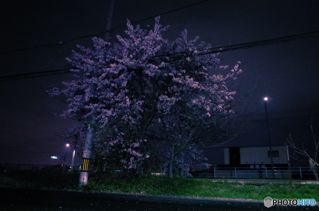 近所の一本桜
