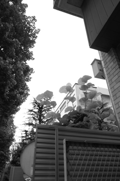 MoriNoMiyako monochrome (213)