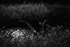 MoriNoMiyako monochrome (130)