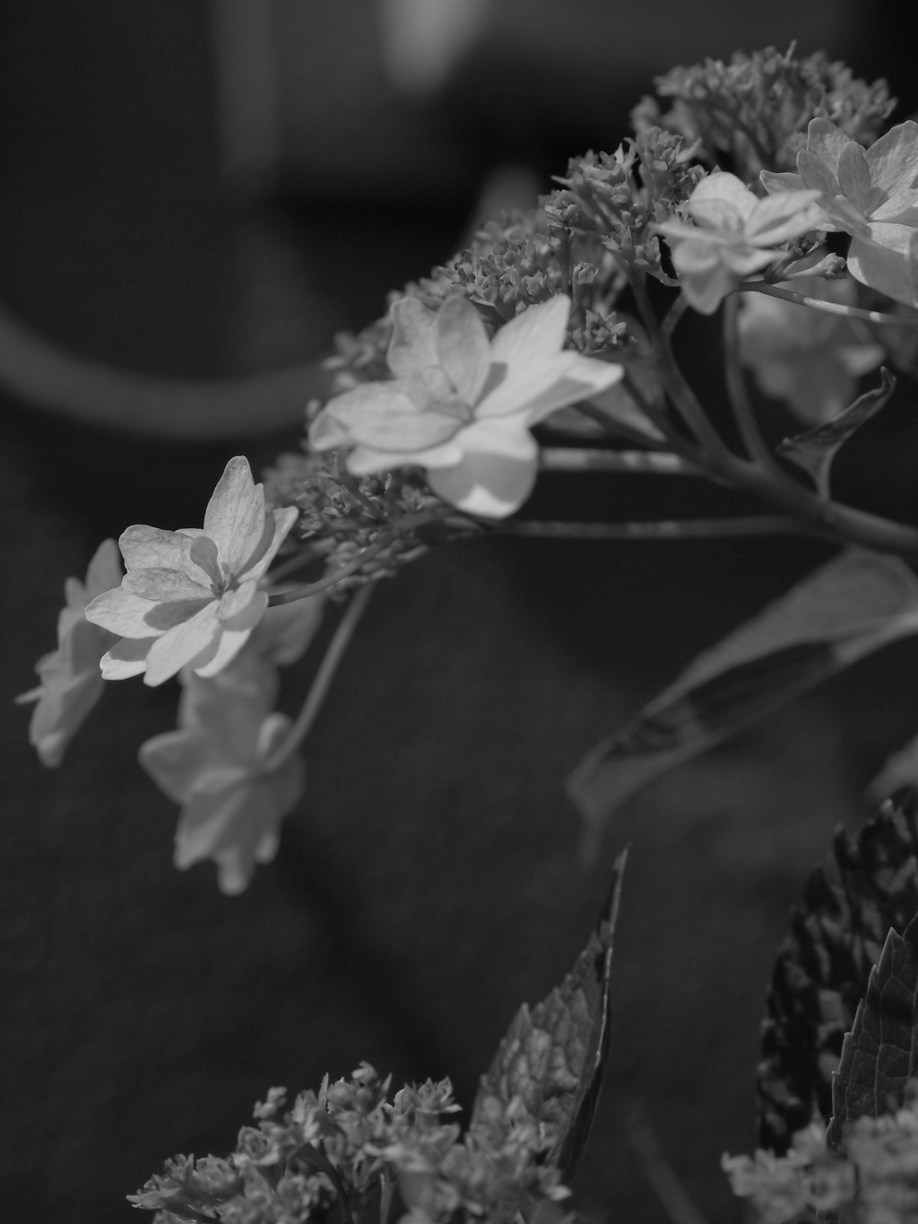 MoriNoMiyako monochrome (74)