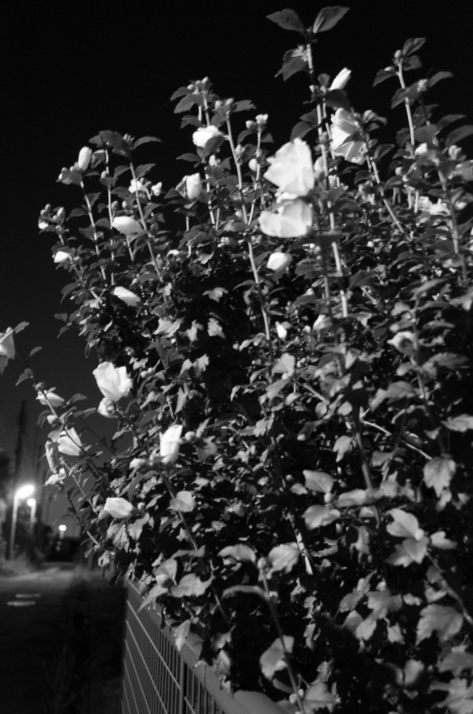 MoriNoMiyako monochrome (197)