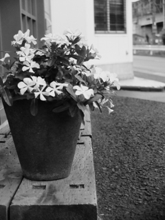 MoriNoMiyako monochrome (83)