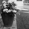 MoriNoMiyako monochrome (83)