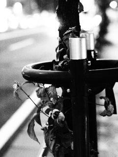 MoriNoMiyako monochrome (5)