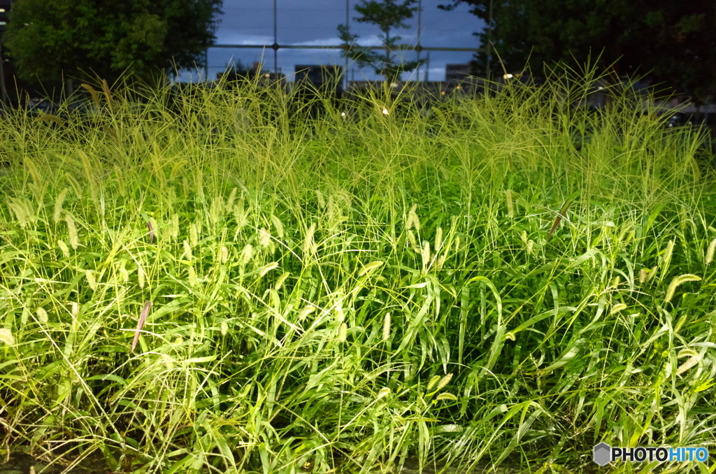 街スナップ #153