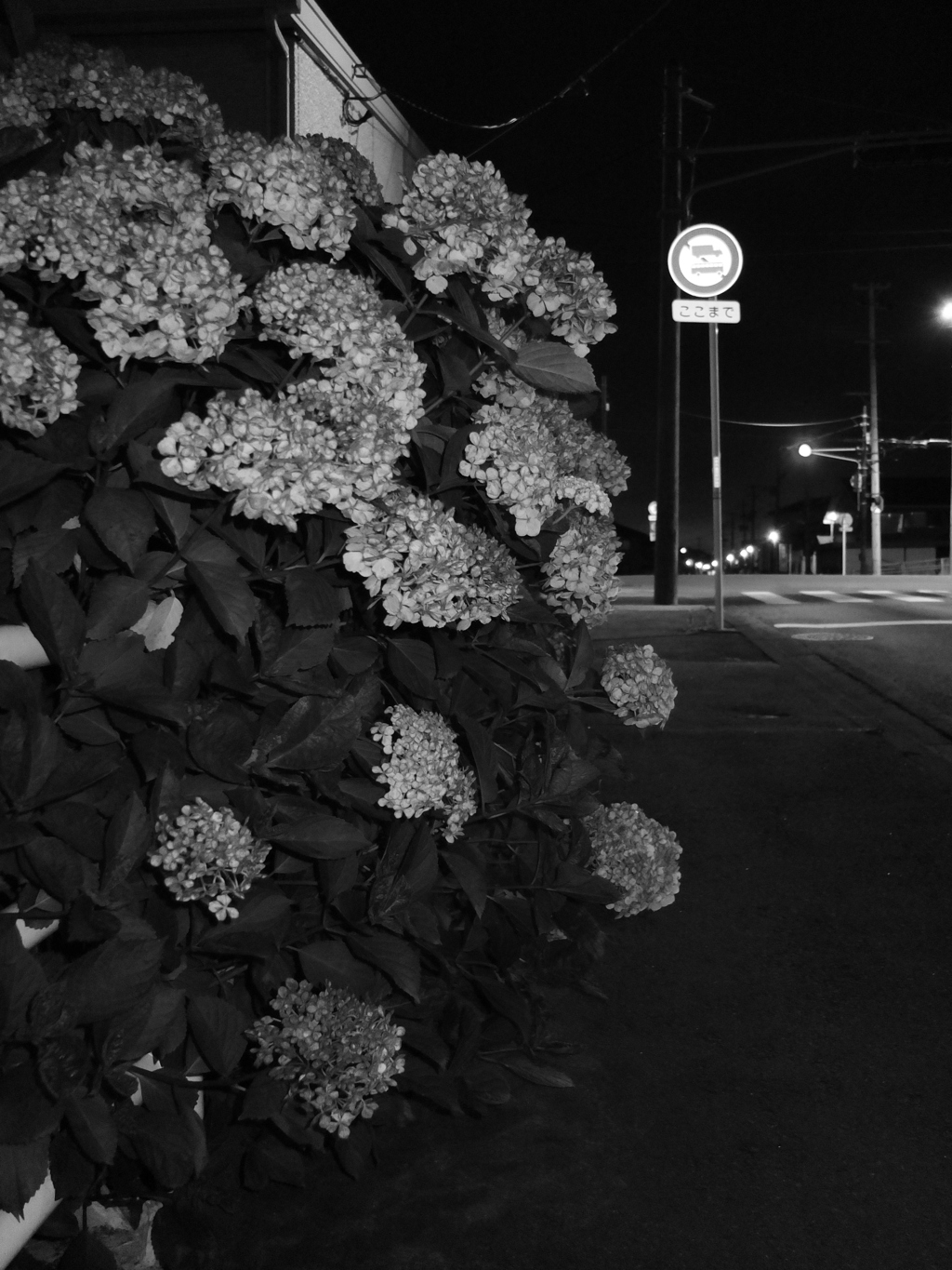 MoriNoMiyako monochrome (103)