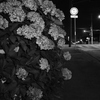 MoriNoMiyako monochrome (103)