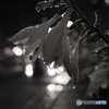 After the rain