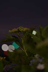 夜の紫陽花