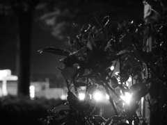 MoriNoMiyako monochrome (89)