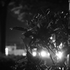 MoriNoMiyako monochrome (89)