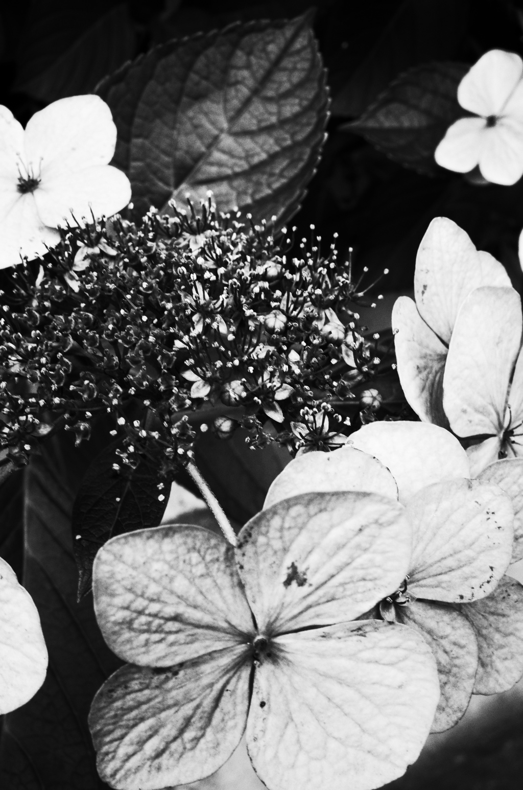 MoriNoMiyako monochrome (156)