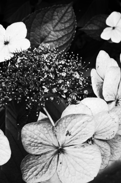 MoriNoMiyako monochrome (156)