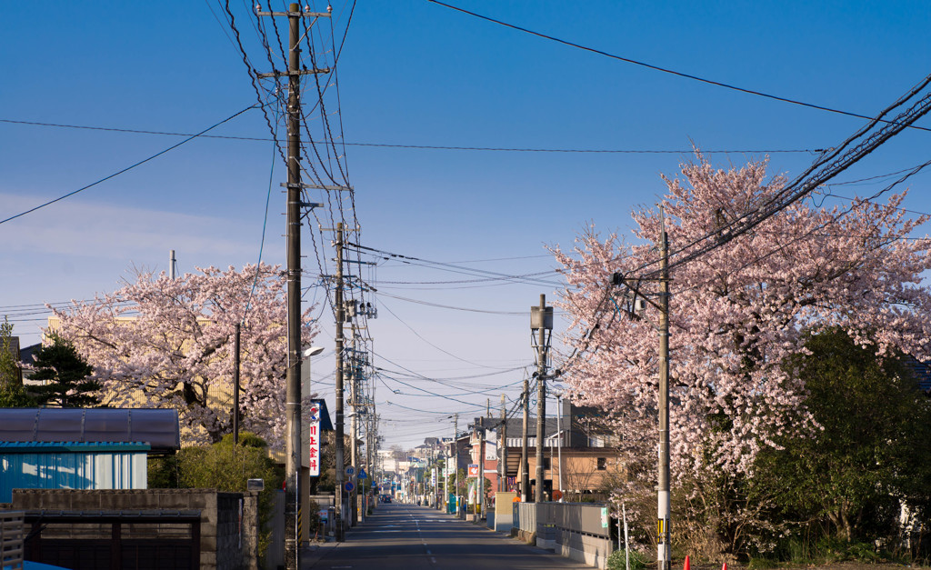 裏路地の野良桜