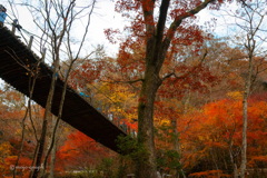紅葉とつり橋