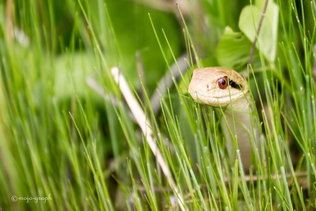 ヘビ、川を渡る。