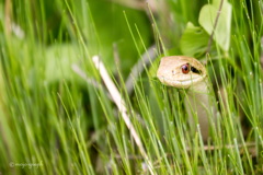 ヘビ、川を渡る。