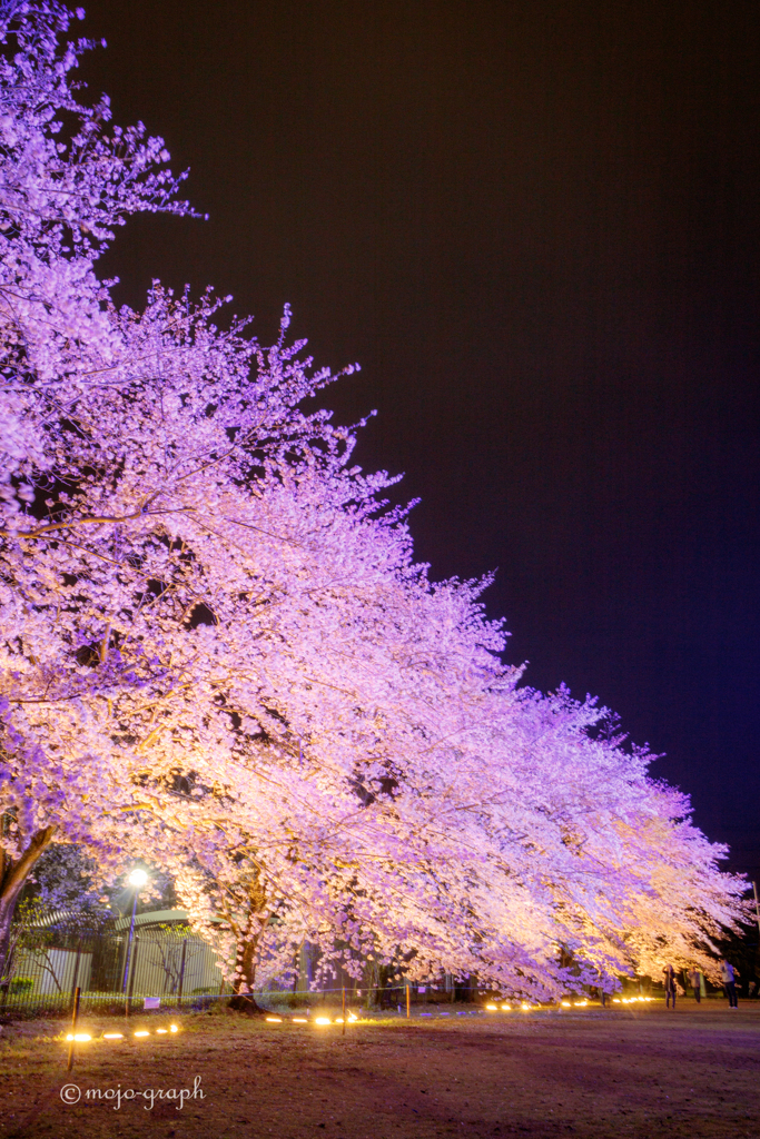 桜ライトアップ2017