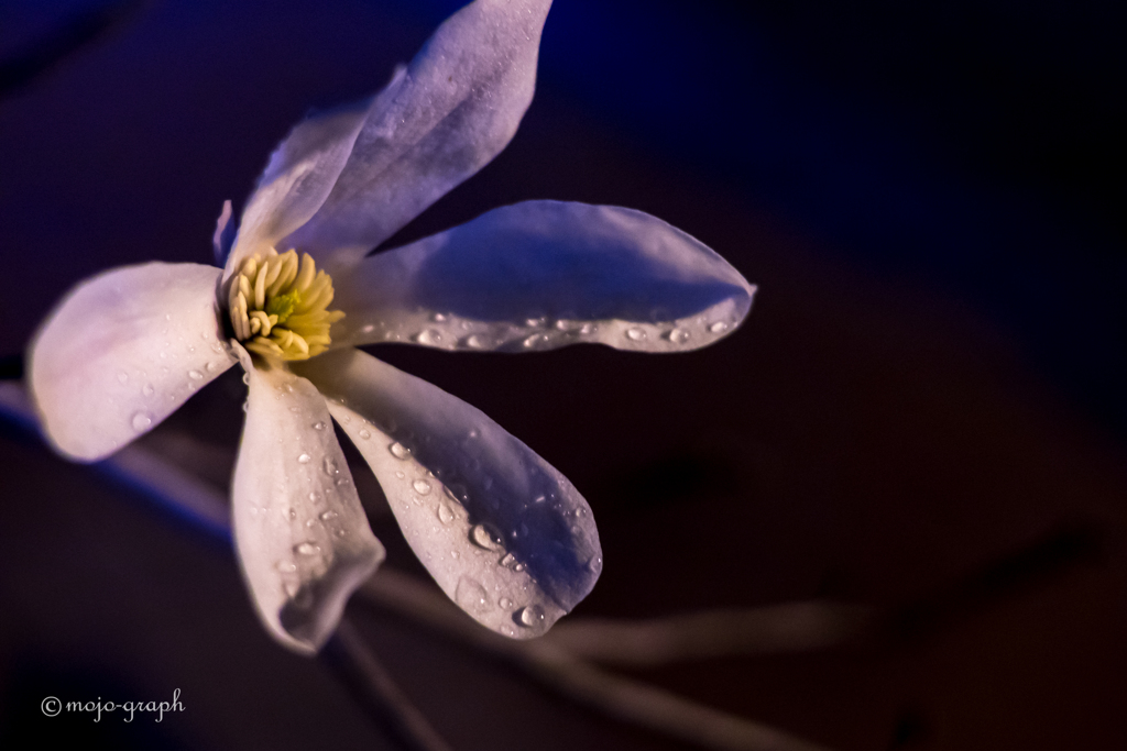 キラキラコブシ