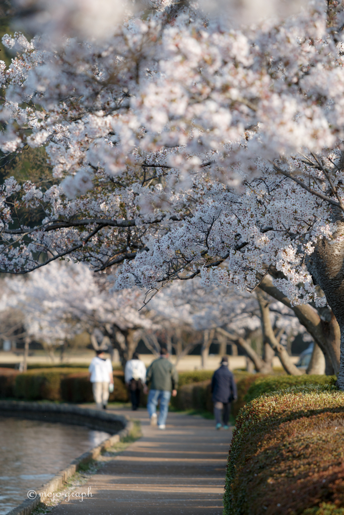 桜トンネル