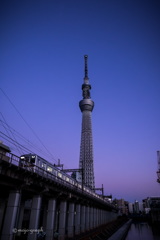 元日夕焼けツリー