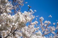 晴れ桜