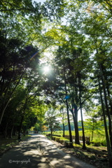 公園散歩