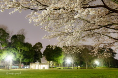 夜桜公園