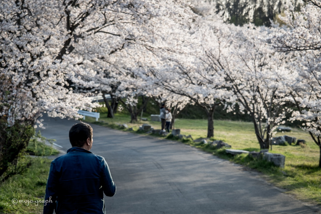 桜トンネル