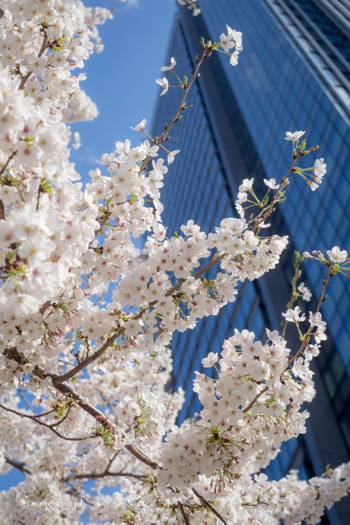 都会の桜