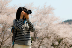 桜写