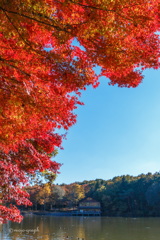 秋空