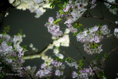 夜桜2017