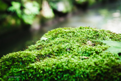 苔の生すまで