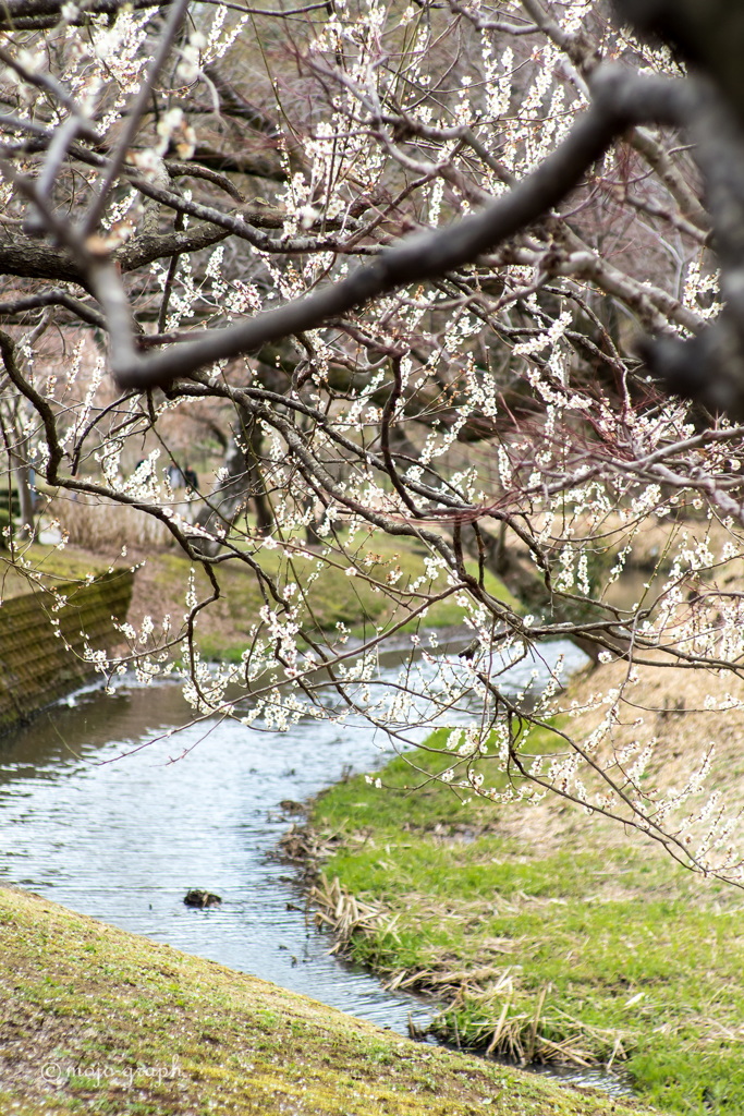 川沿いの梅