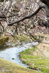 川沿いの梅