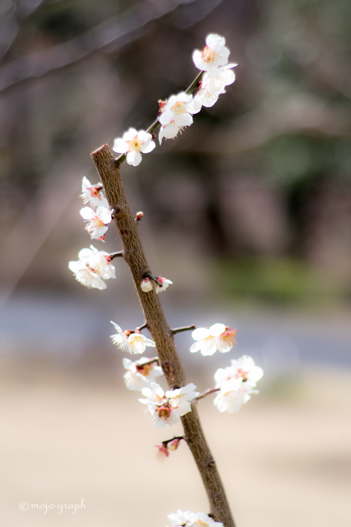 Canon撒き餌レンズ