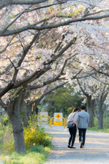 桜デート