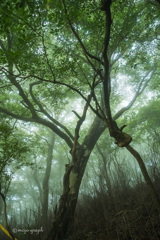 Green Forest