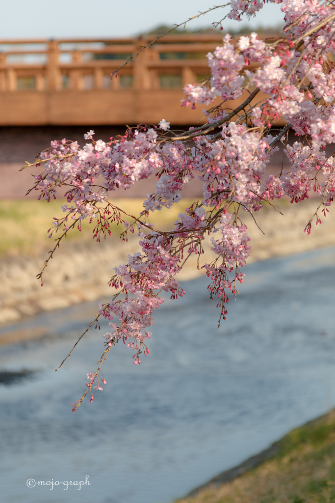 川と橋と桜とYシャツと私