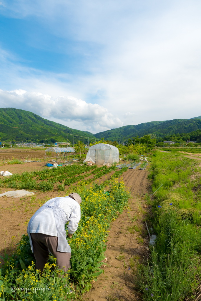 畑仕事の合間