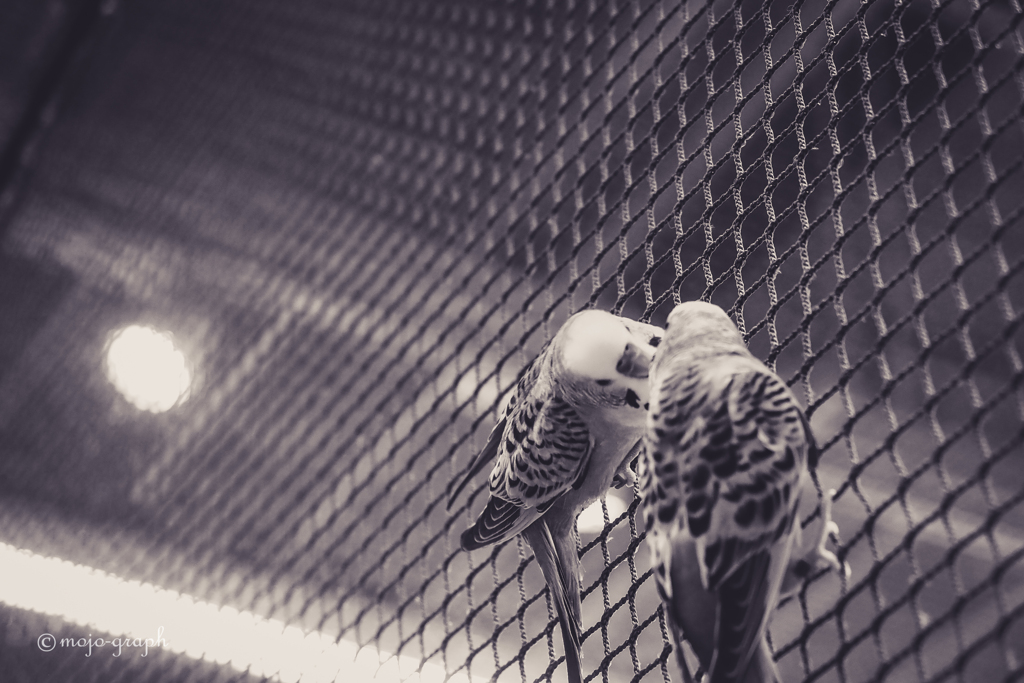 キス