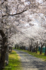 桜トンネル