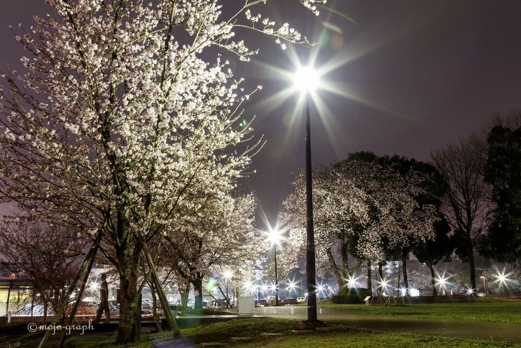 さくらキラキラ