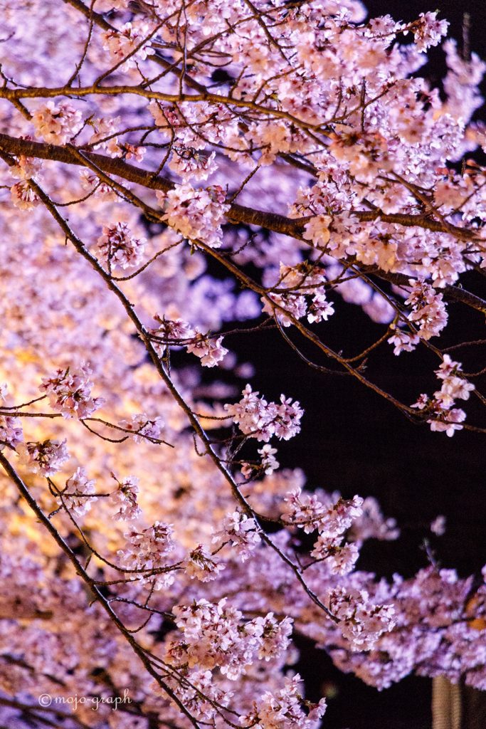 夜桜ドン！