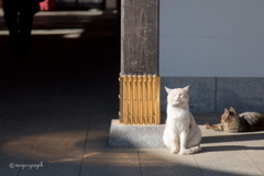 あったかくて気持ちいいにゃ