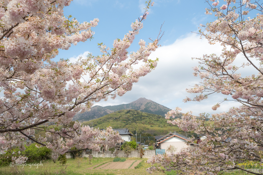 筑波桜