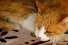 ここが一番だにゃ