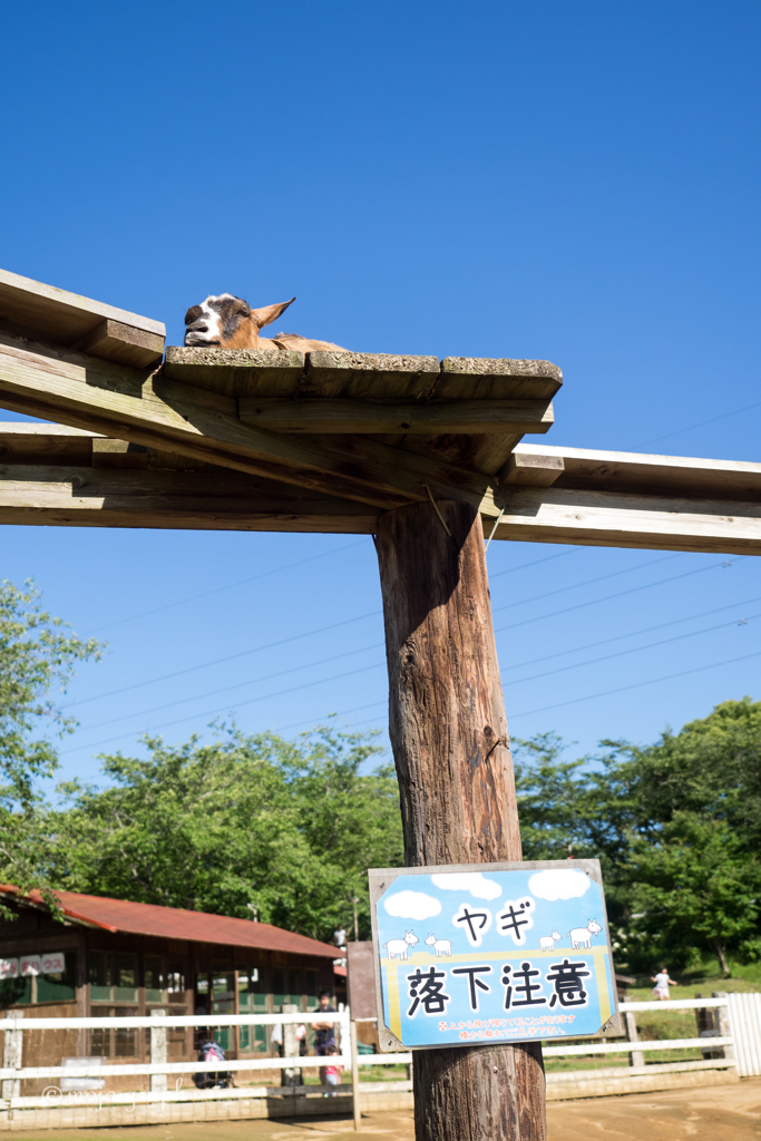 ヤギ落下注意