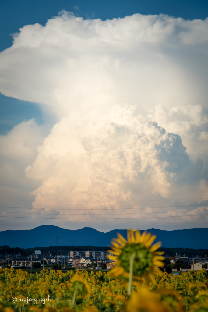 入道雲を見つめる